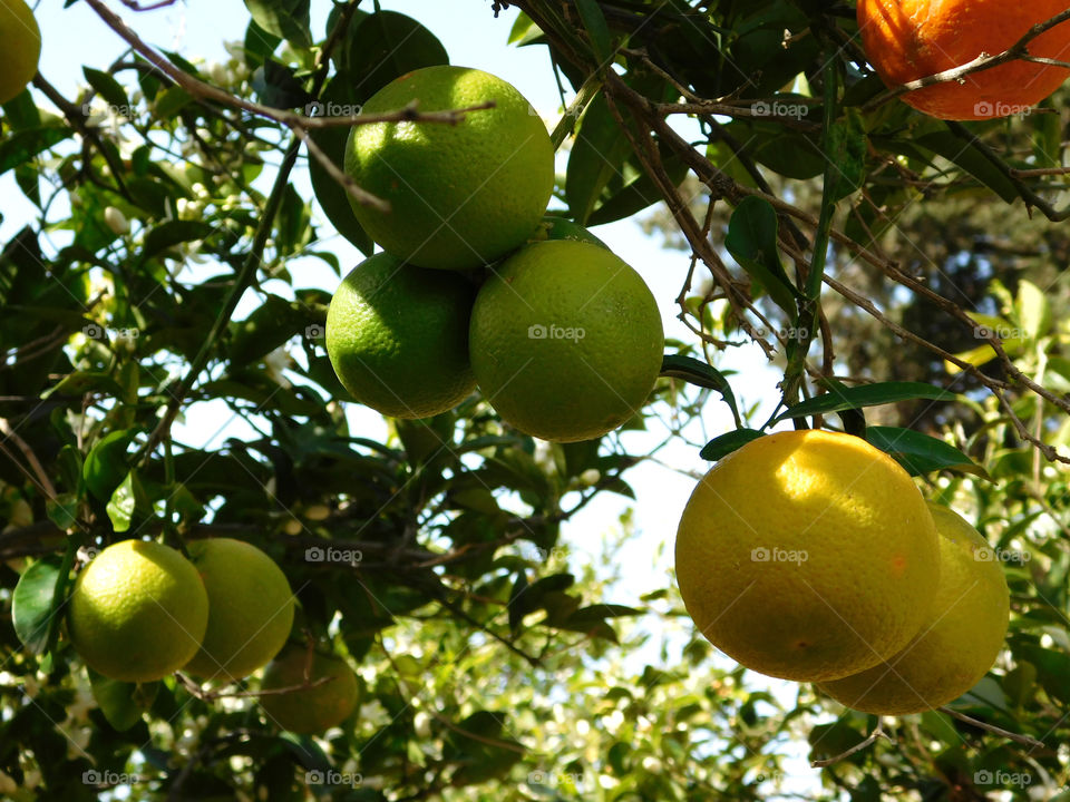 lemon tree