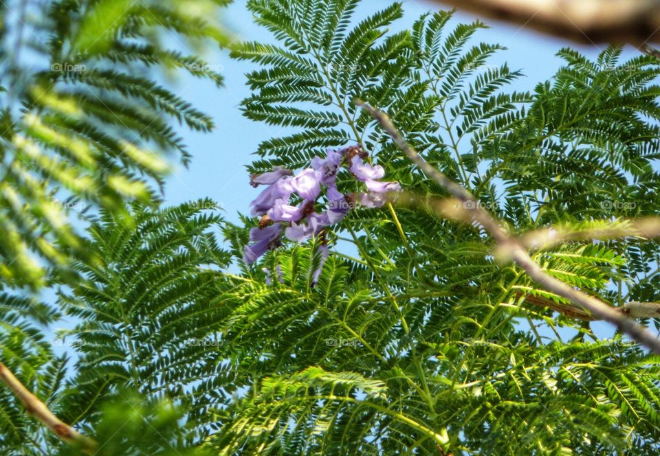 Jacaranda 