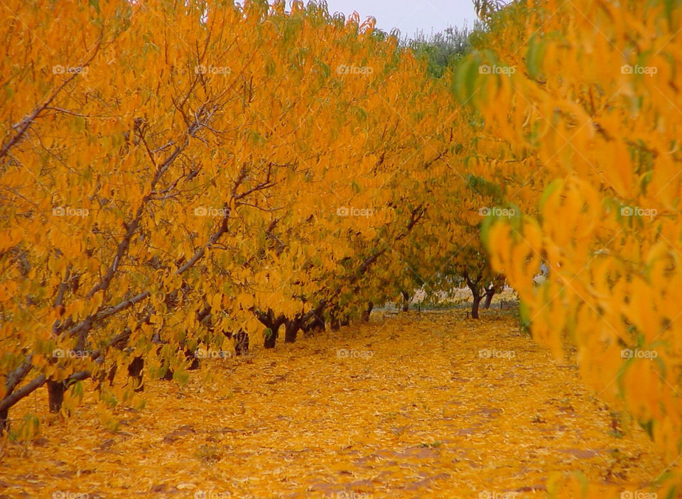 orange trees leaves grove by kshapley