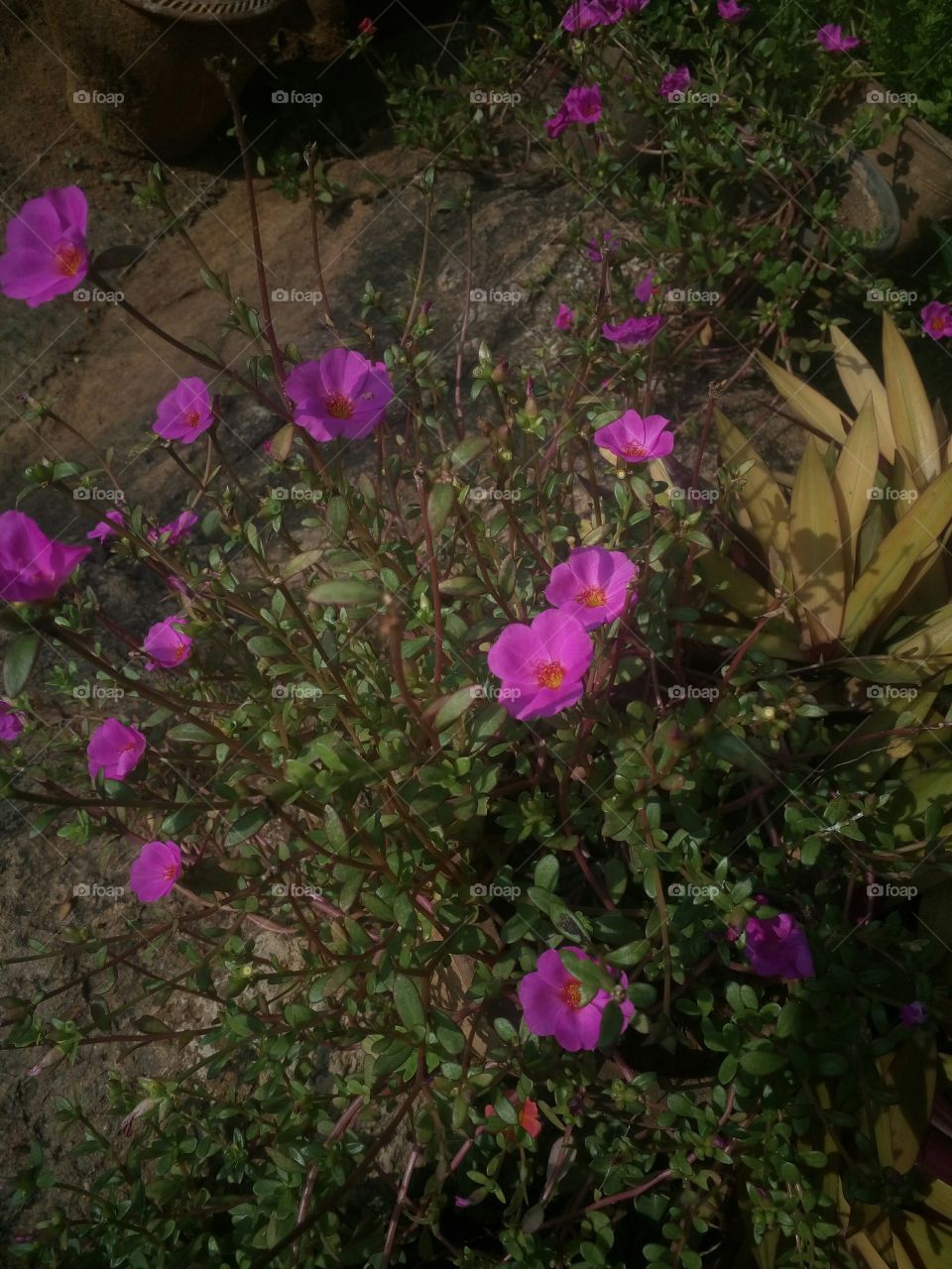 the most beautiful blooming