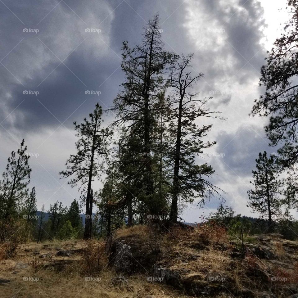 stormy sky over trees on a mountain