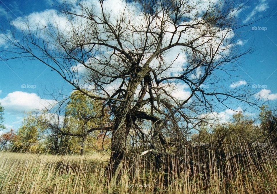 Tree in the field 