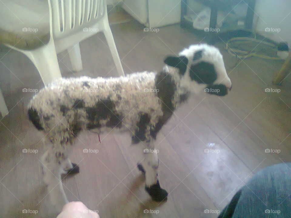 lamb pet