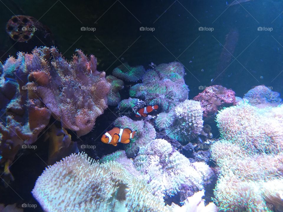 nemo fish