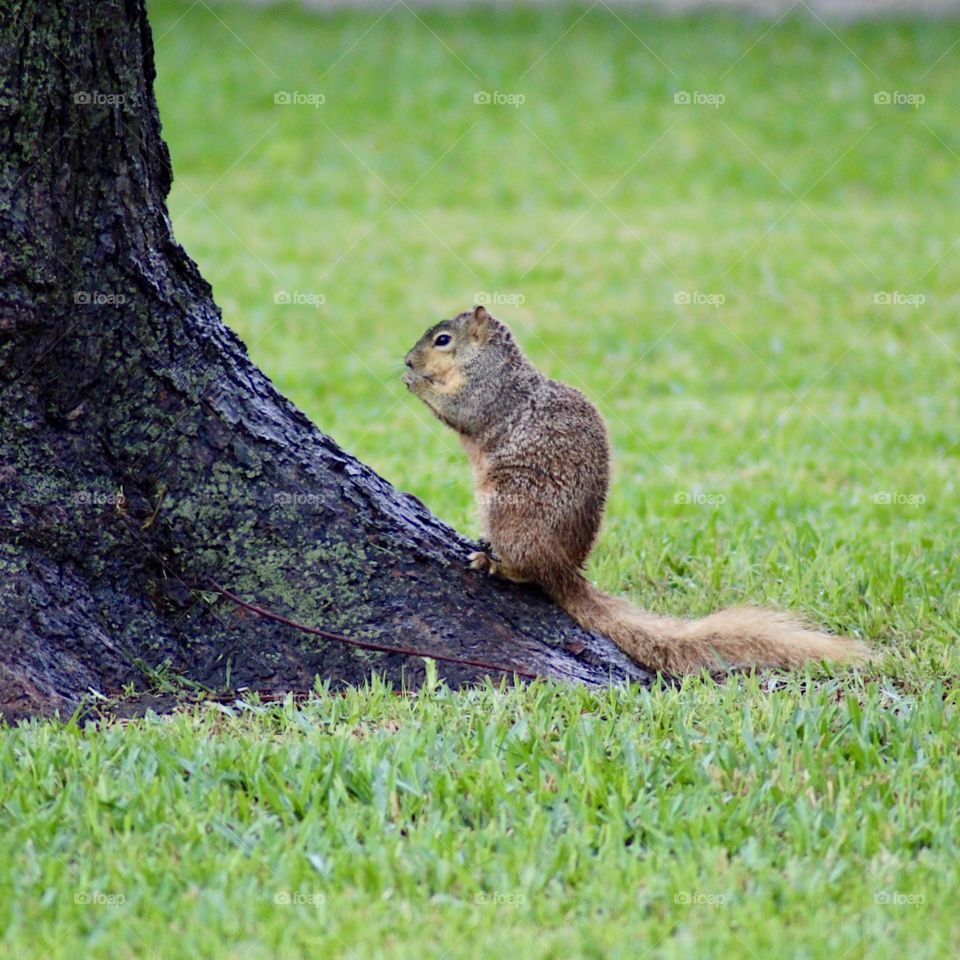 Squirrel stopping to eat 🐿