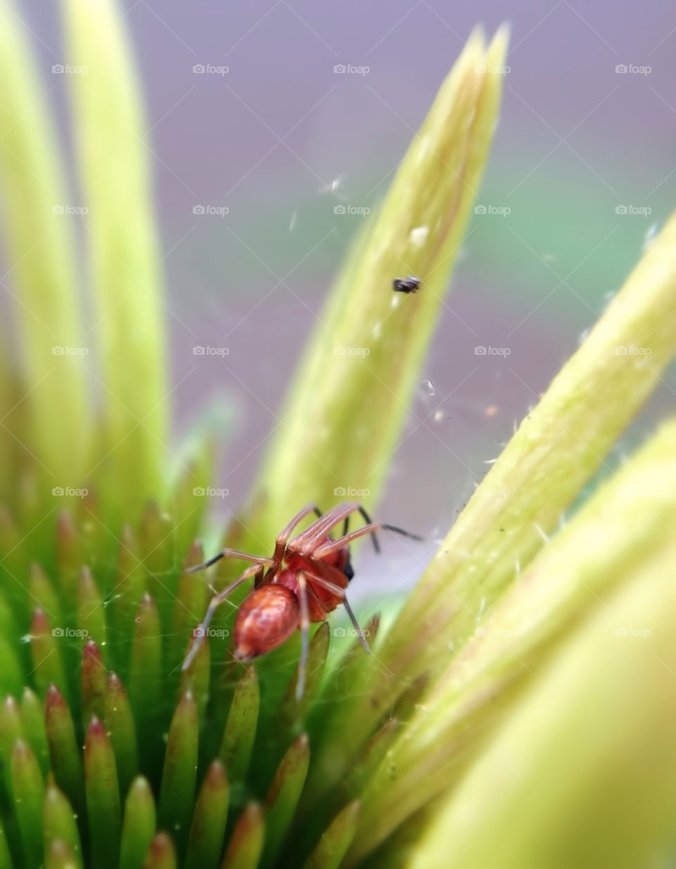 flower macro fly spider by addisonm11