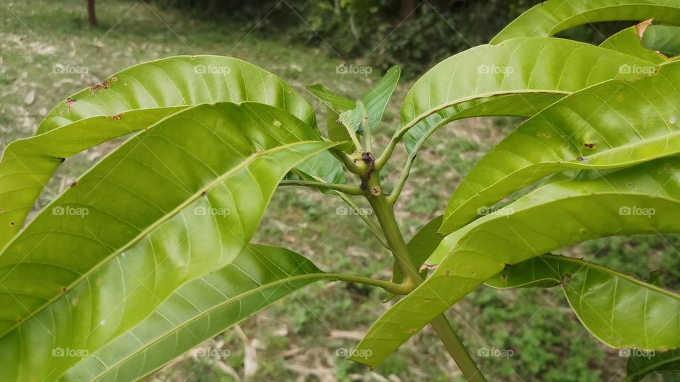 mango leaves of spring