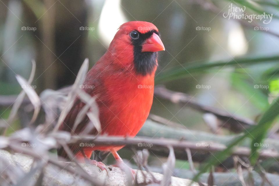 Northern Cardinal