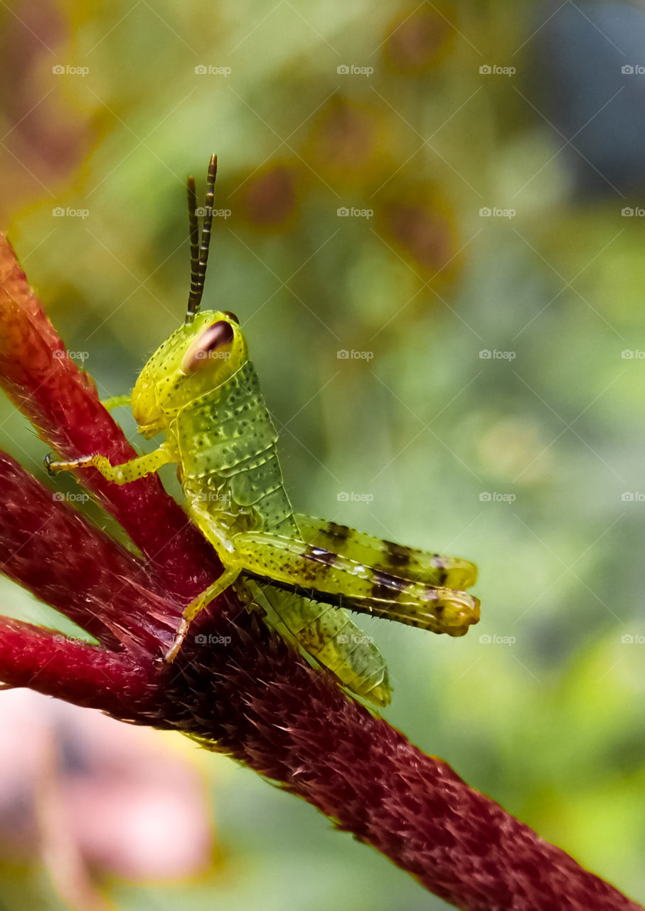 a stingray insect on a grass leaf
