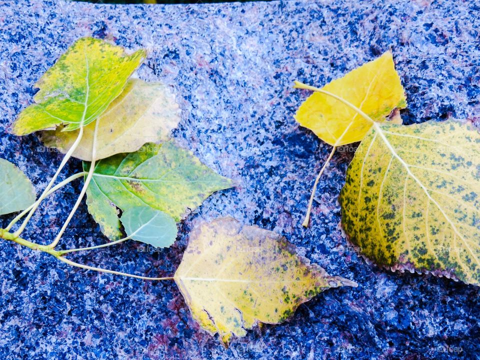 Fall leaves on granite