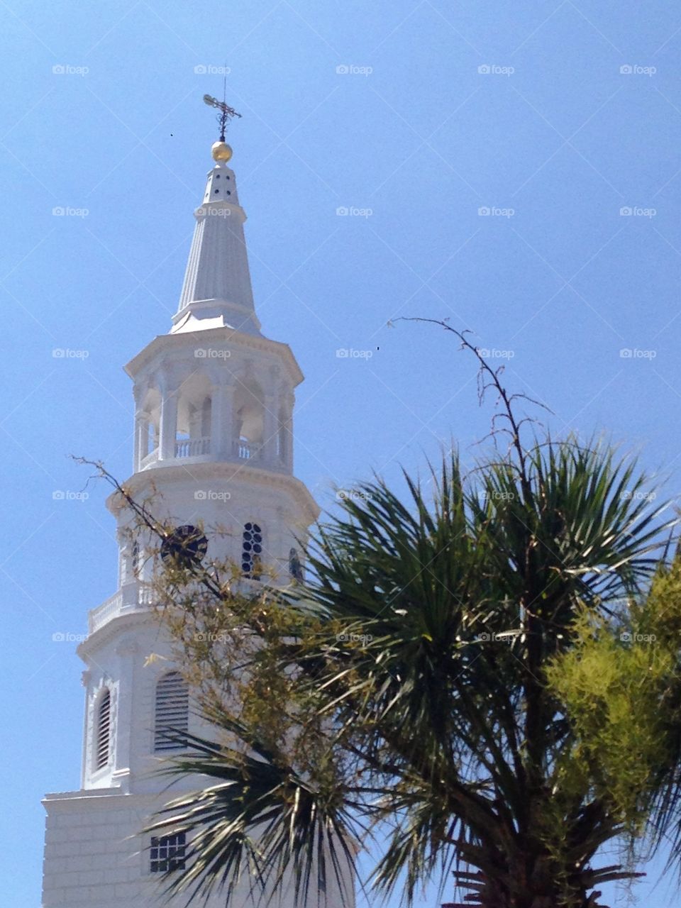 Steeple and Palm 