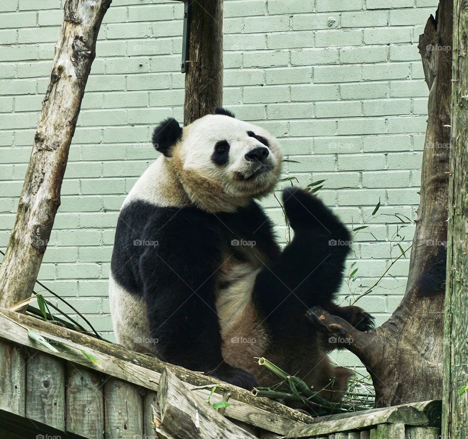 A favourite moment for me was seeing the pandas at Edinburgh zoo wake up .. love the stretch ... looks like a foot waving at me  🐼