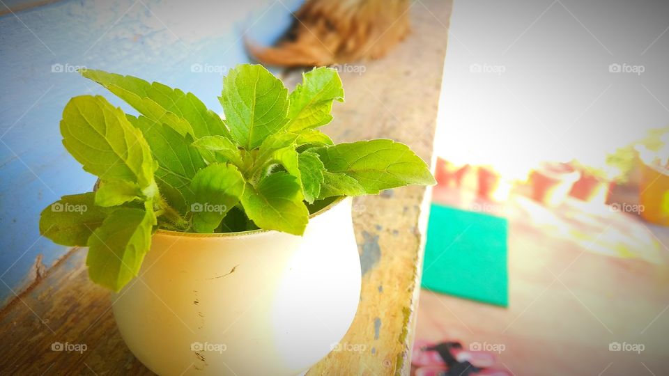 तुलसी Tulsi In A Cup