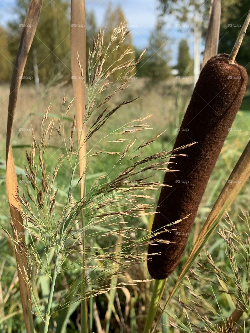 Reed autumn approaches