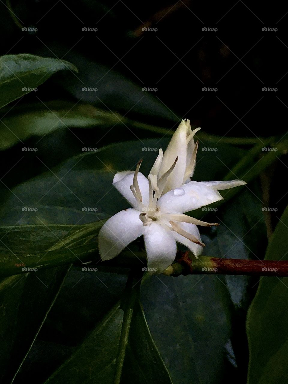 Beautiful white flower, small.