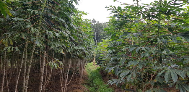 plant