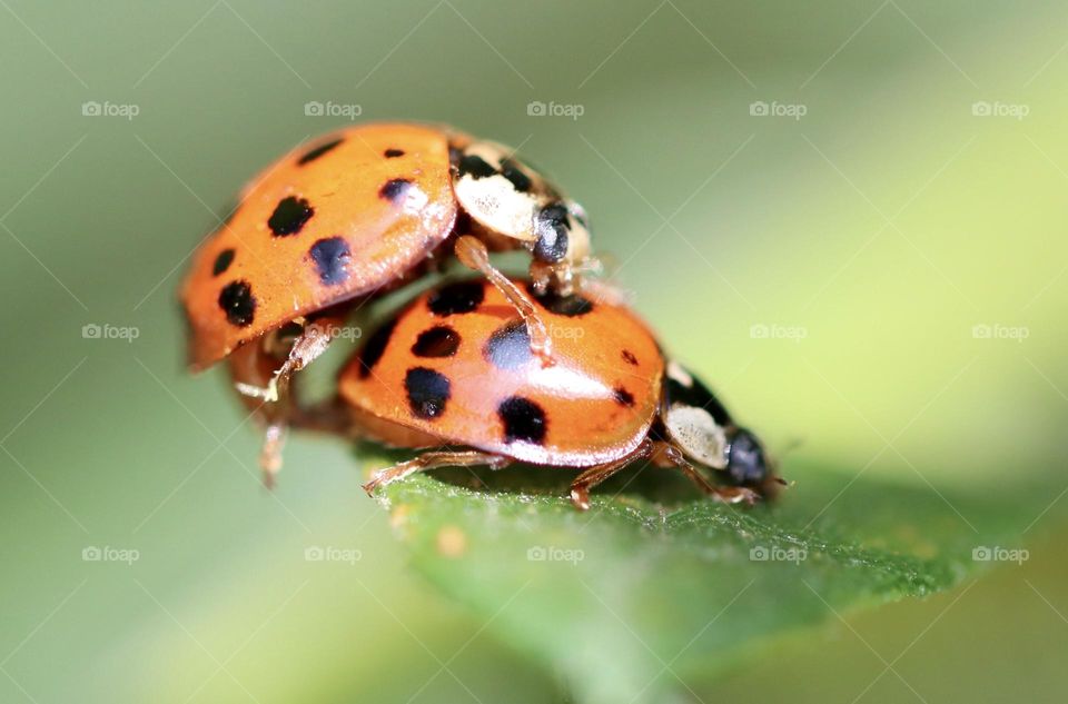 Mating ladybugs 