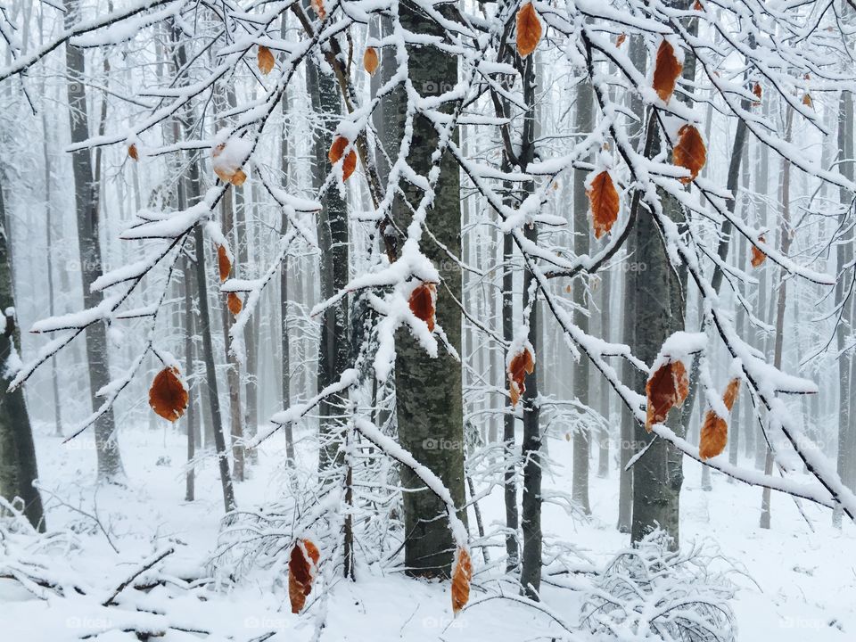 Snowy forest