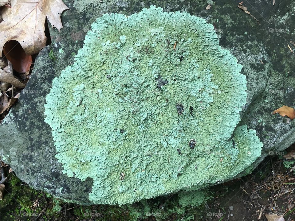 Lichen