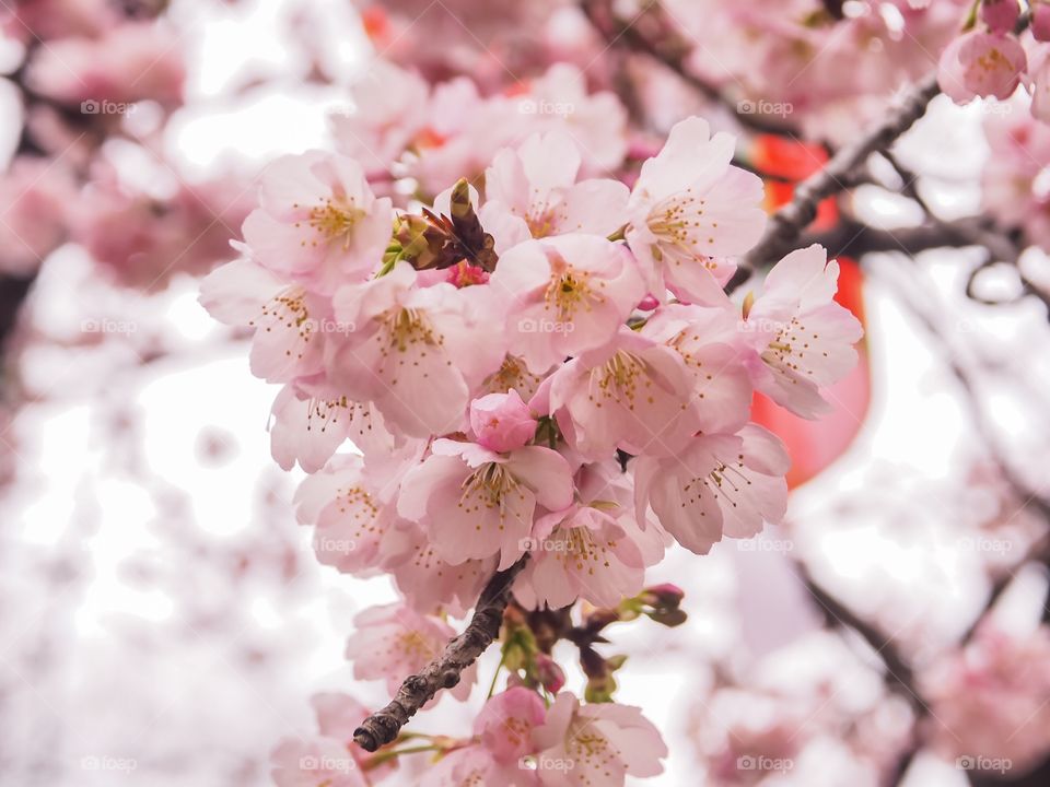 Cherry blossom  Sakura 