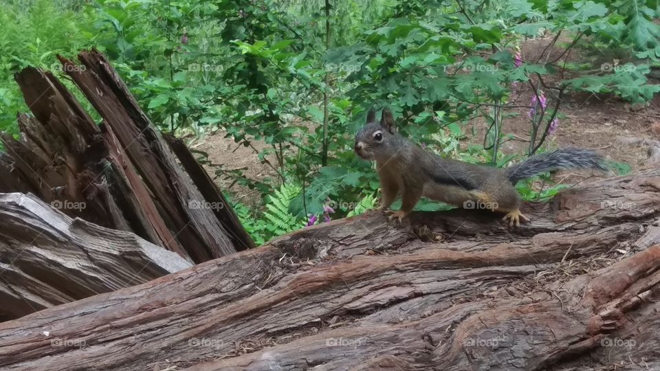 squirrel on a log in a forest with wildflowers around