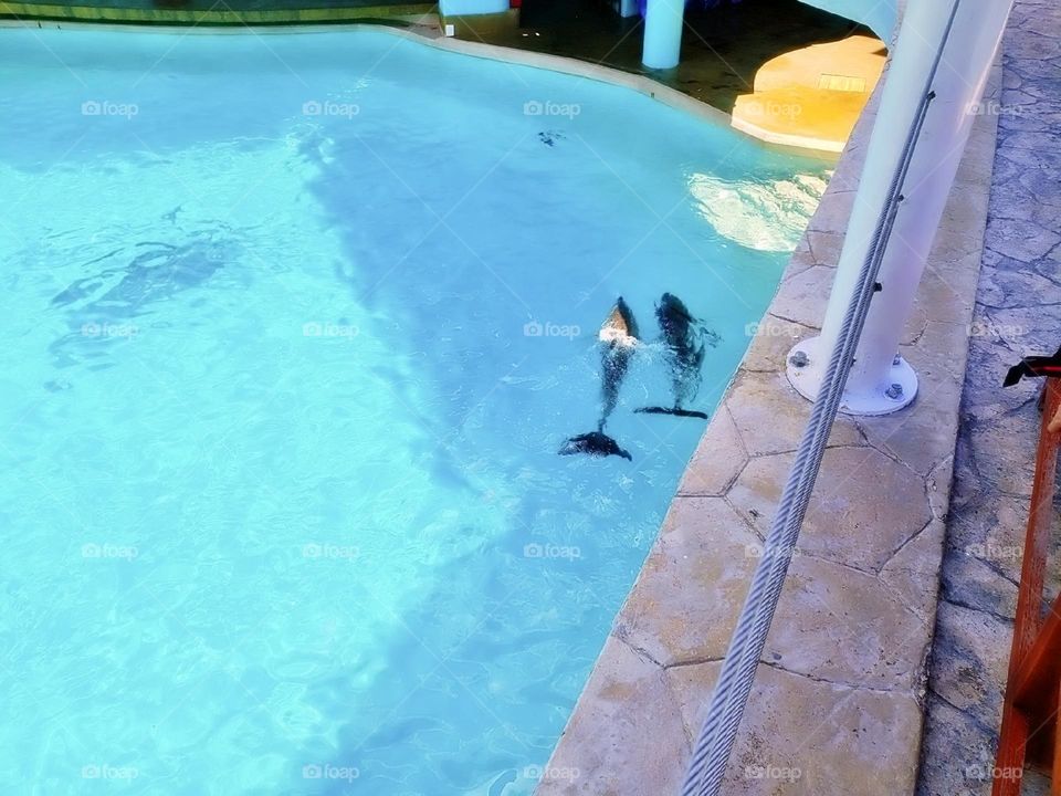 river creature atlantic child activity portrait beach fun coral natural family happy vacation dolphins playful island friendly animals fauna scuba landscape dolphin pod pool paradise travel snorkeling aqua view tourism flipper adventure undersea natu