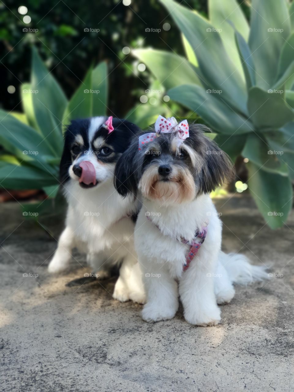 Portrait dogs