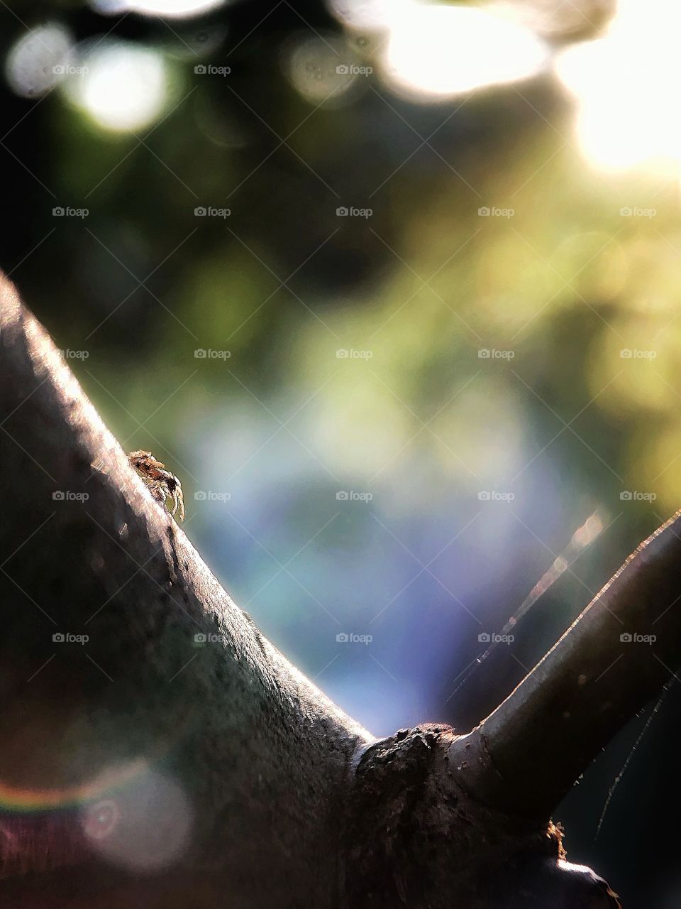 A running ant on a tree