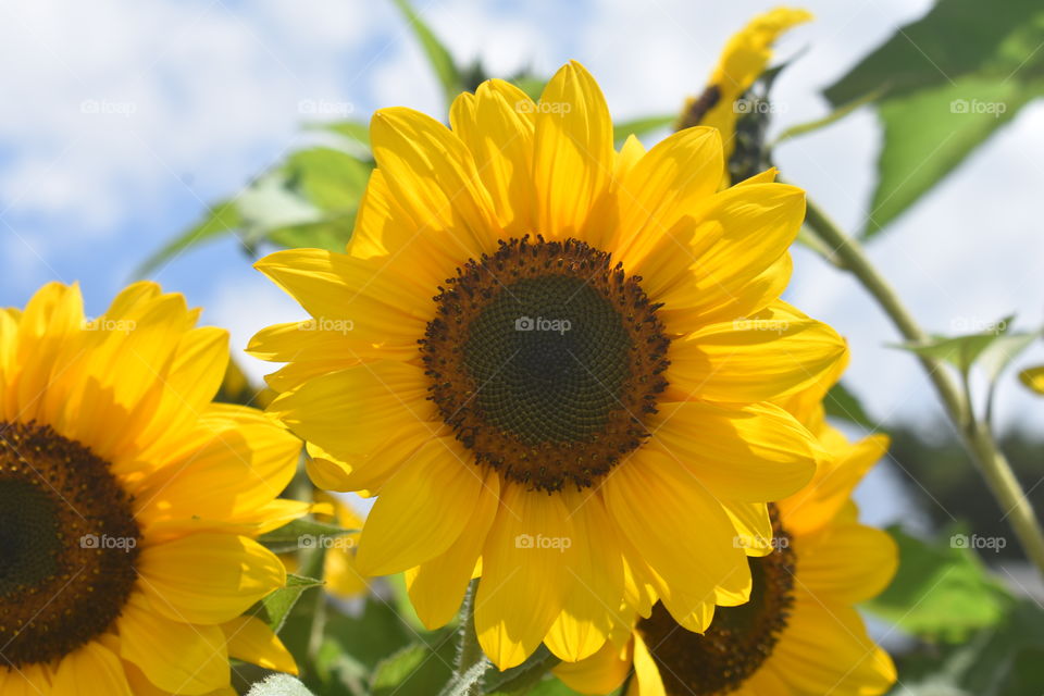 Eye soothing Beautiful flowers