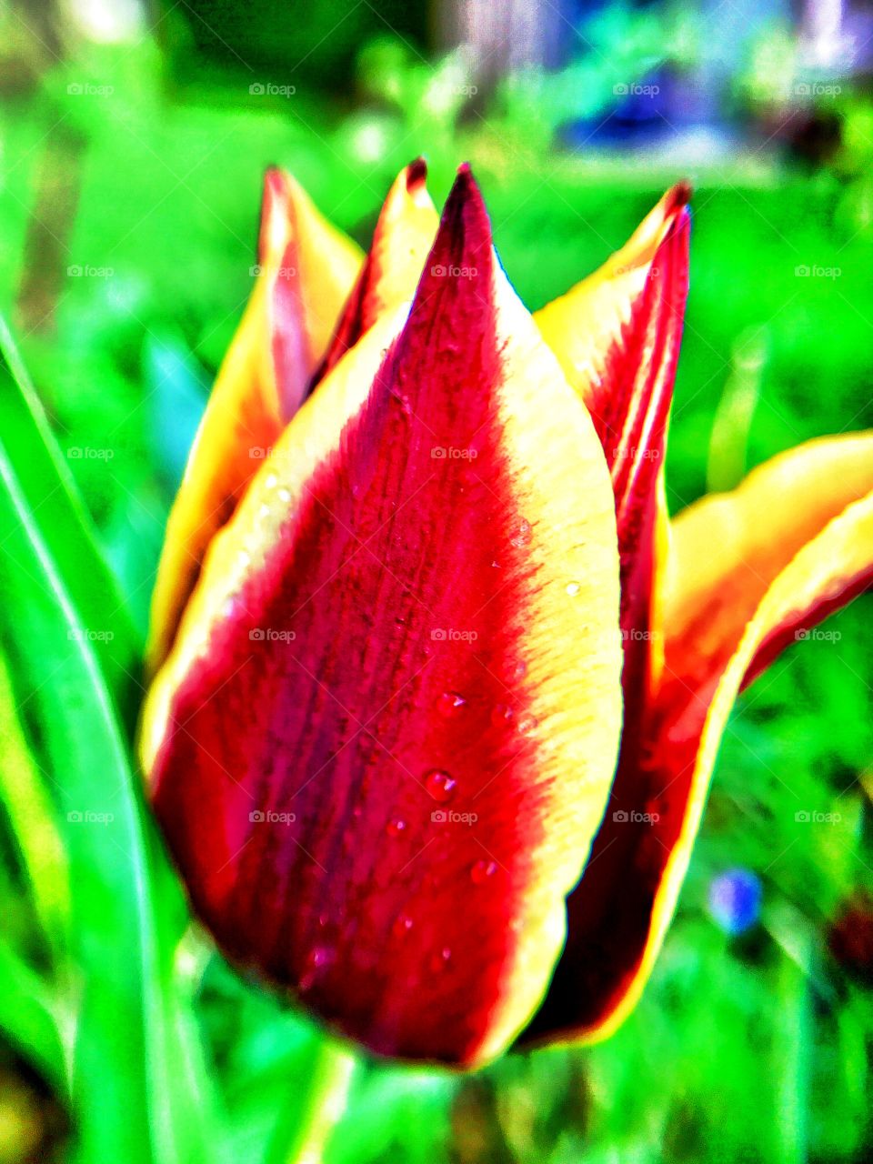 Beautiful spring day with a beautiful Indiana tulip 