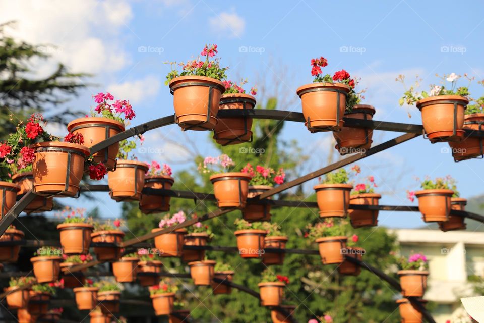 potted flowers 