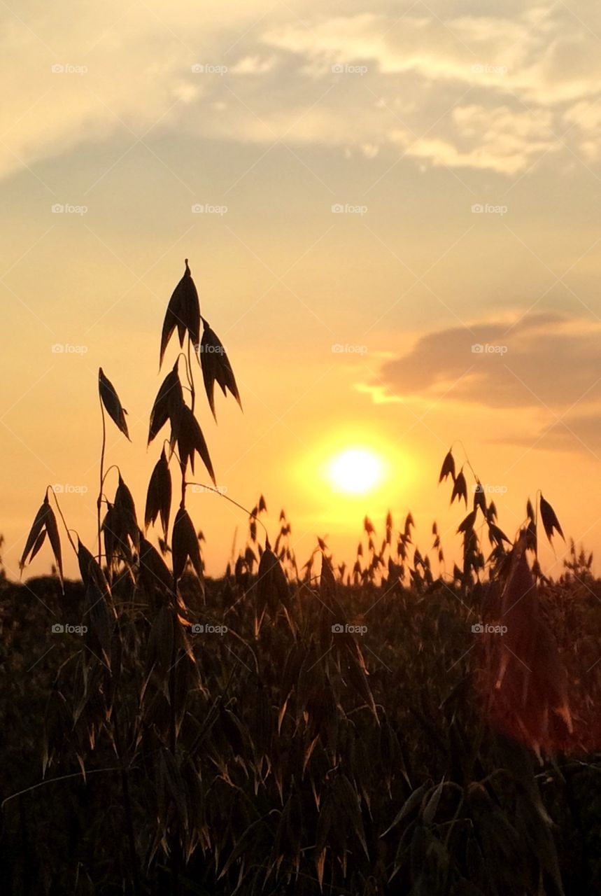 Sunset over the fields
