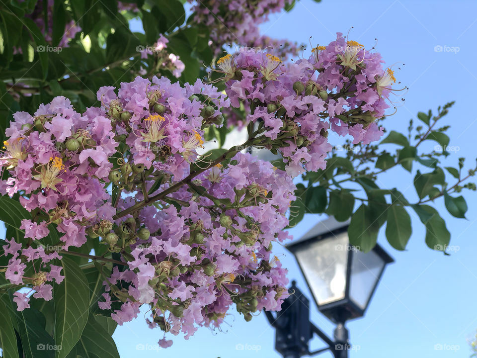 Pink Crepe Myrtle with street lamp