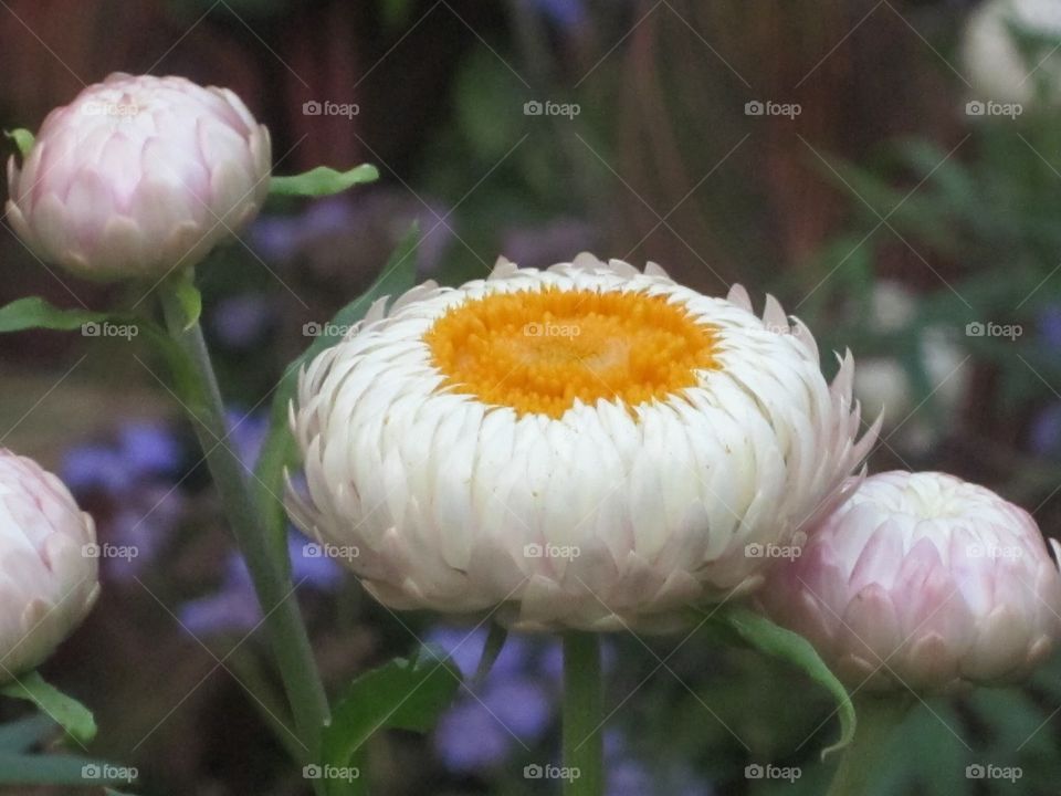 Blooming flower in garden that colors match a sunny side up egg.