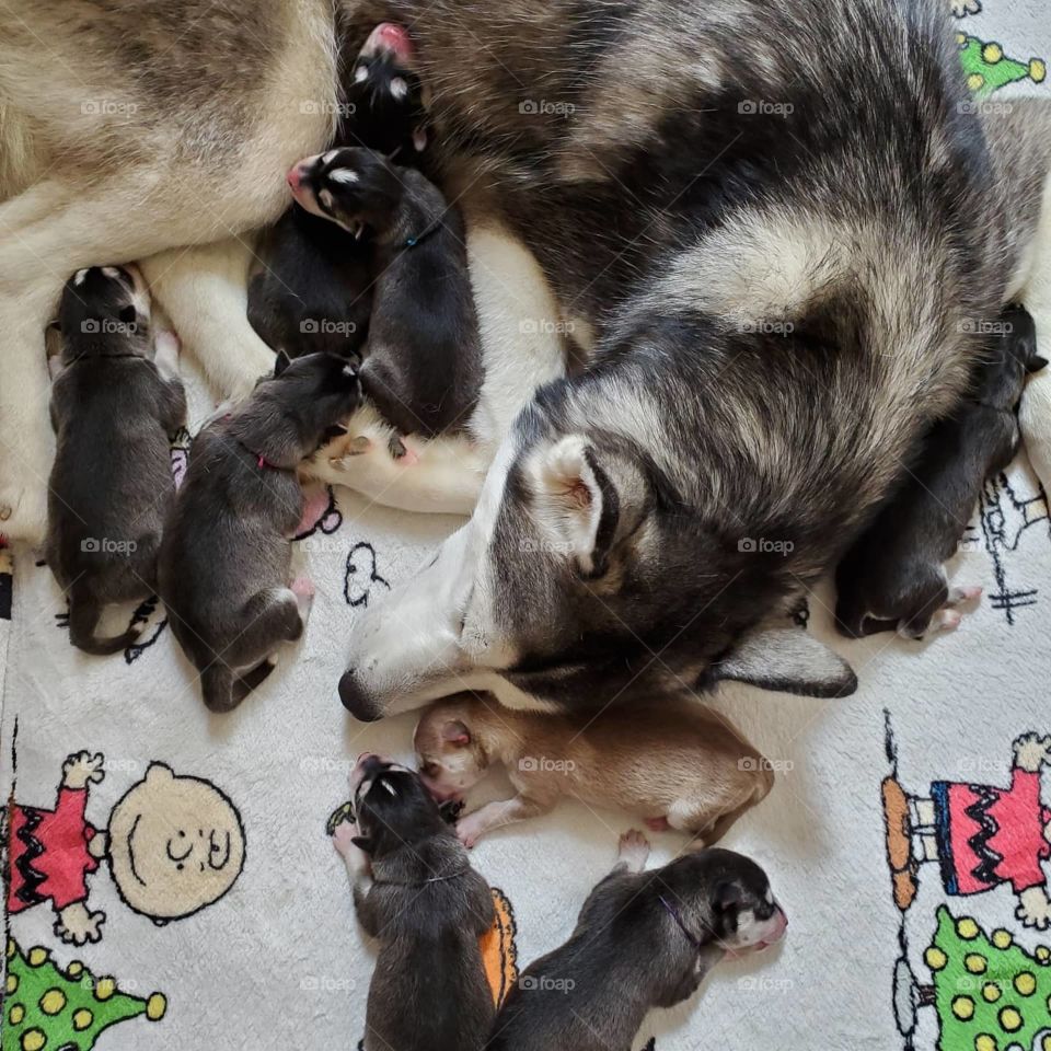 Sophia with her first litter
AKC registed siberian husky 
insta: howling_winds_siberians