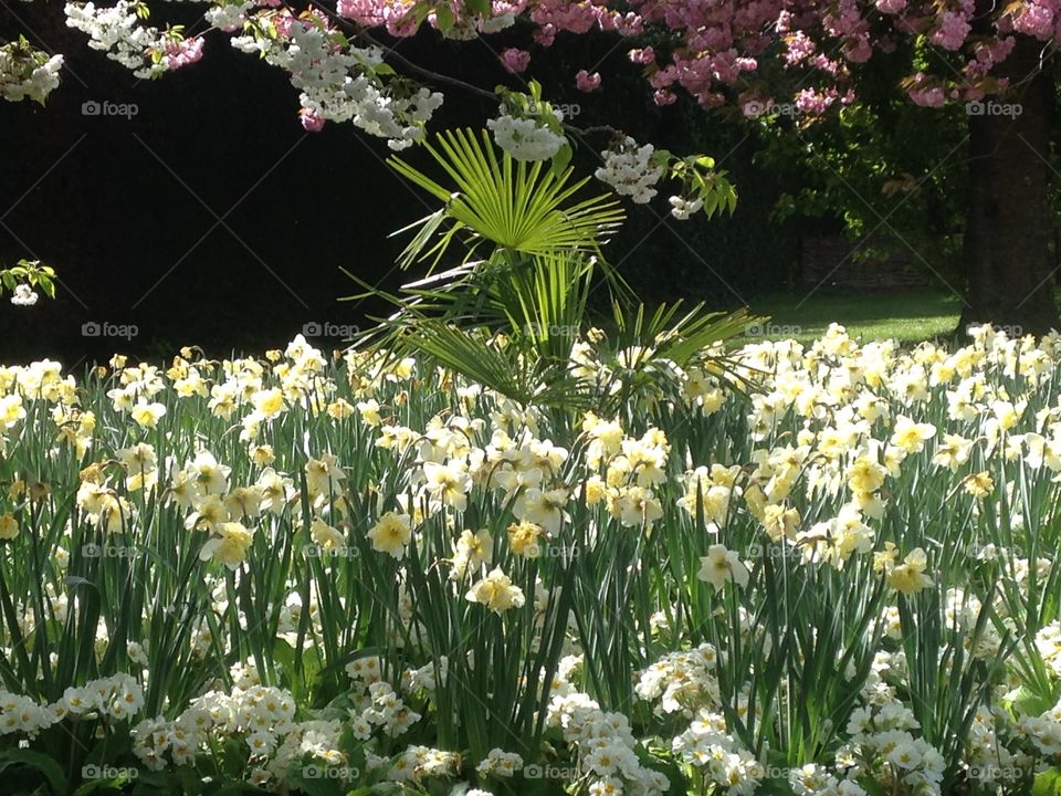 Spring at Greenwich park, flower garden