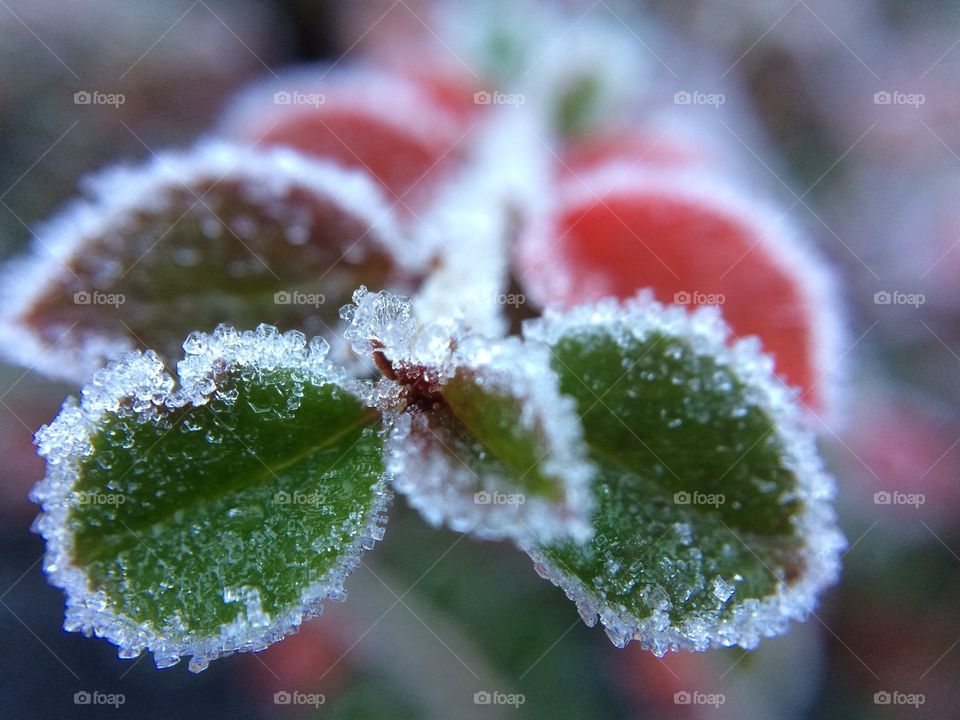 Glorious Mother Nature ... red brown and green leaves covered in a heavy frost 