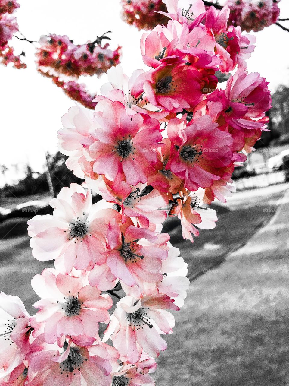 Flowers in spring. Tree in Springtime 
