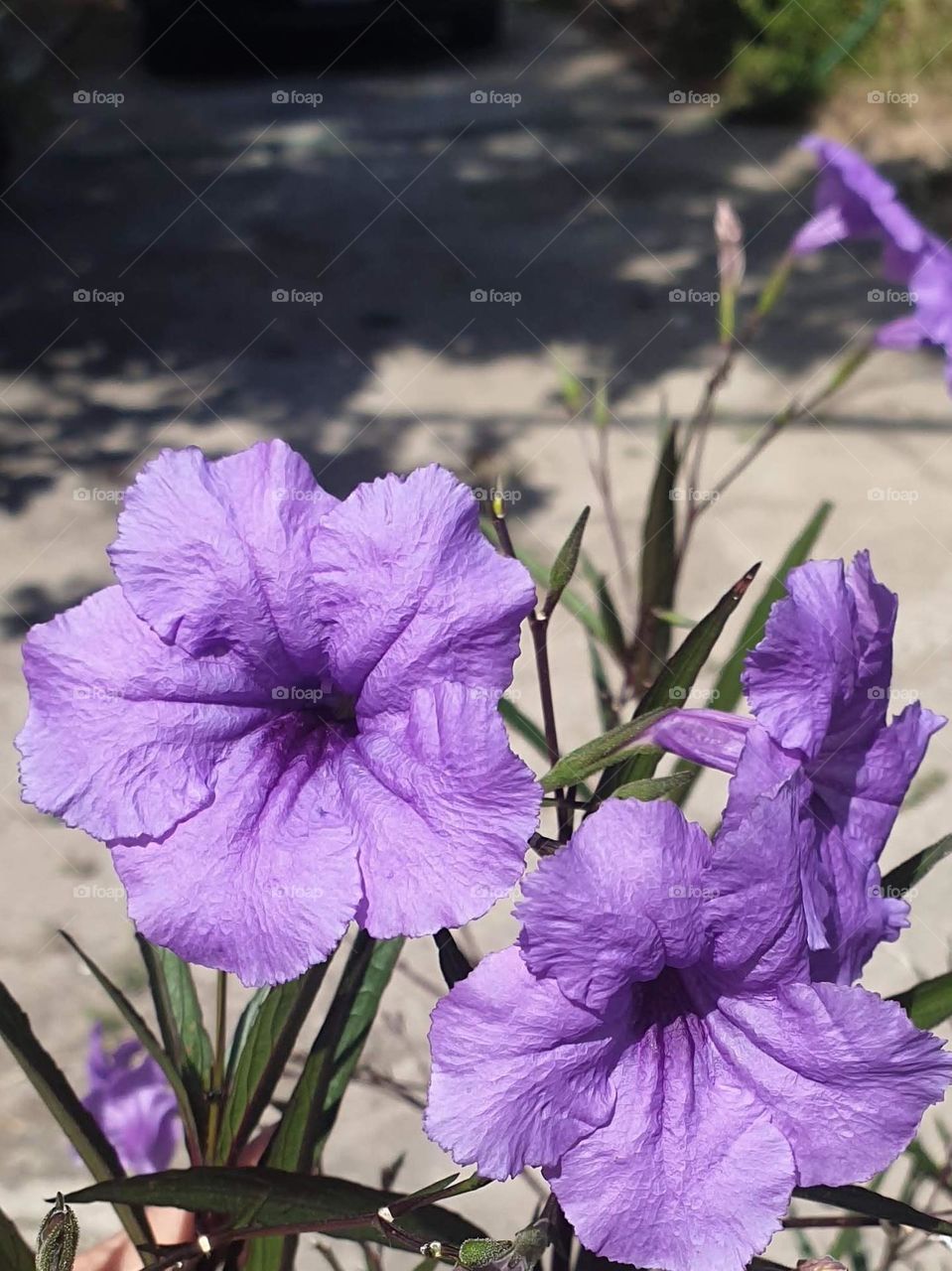 spring, wild flowers beautiful colors, wallpaper, natural purple