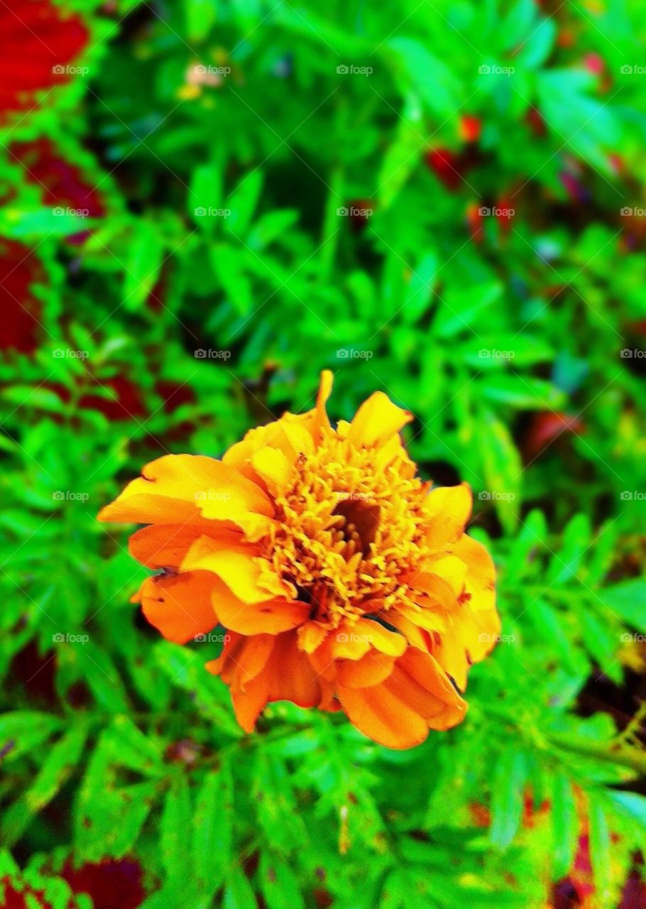 Orange Flower