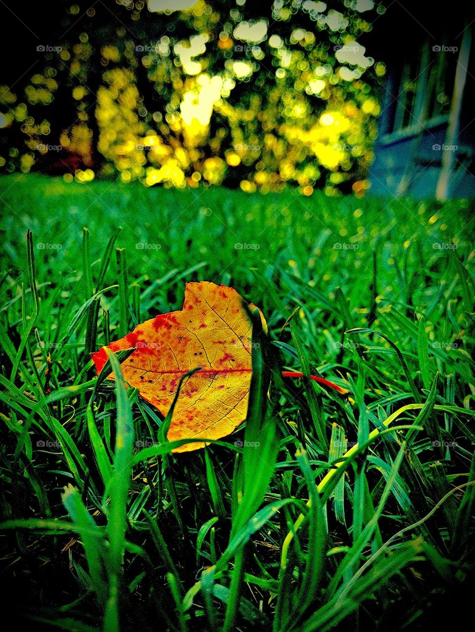 Leaf in the Grass