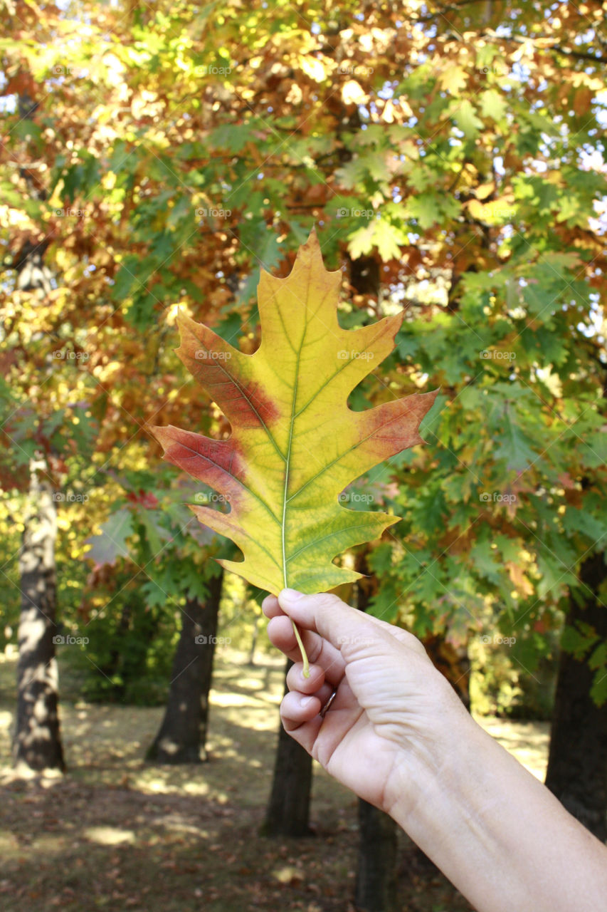 Autumn leaf in my hand