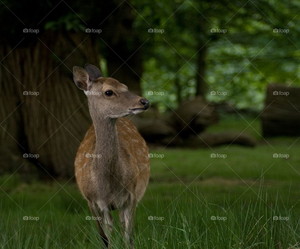 A young deer looks cautiously in dark green, wooded surroundings