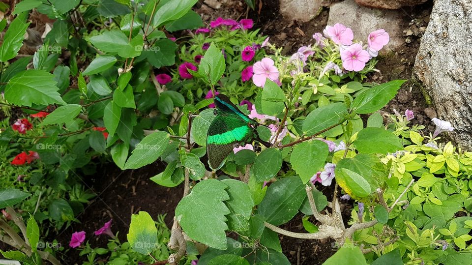 Green butterfly on a flower