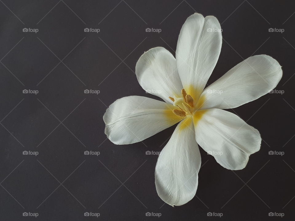 weiße, geöffnete Tulpenblüte vor dunklem Hintergrund