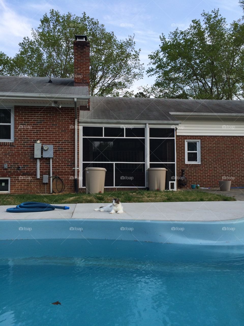 Pool Kitty