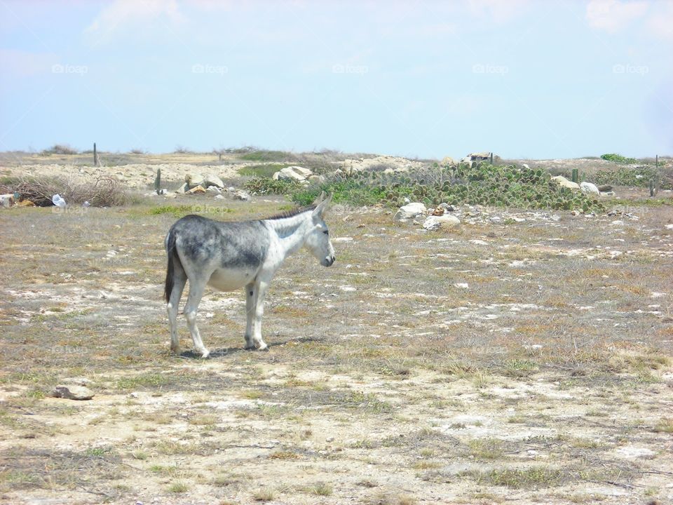 Lost donkey 
