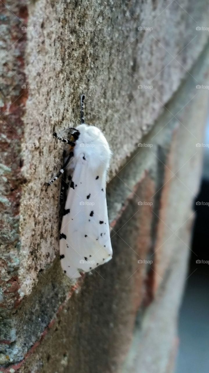 Spotted Moth