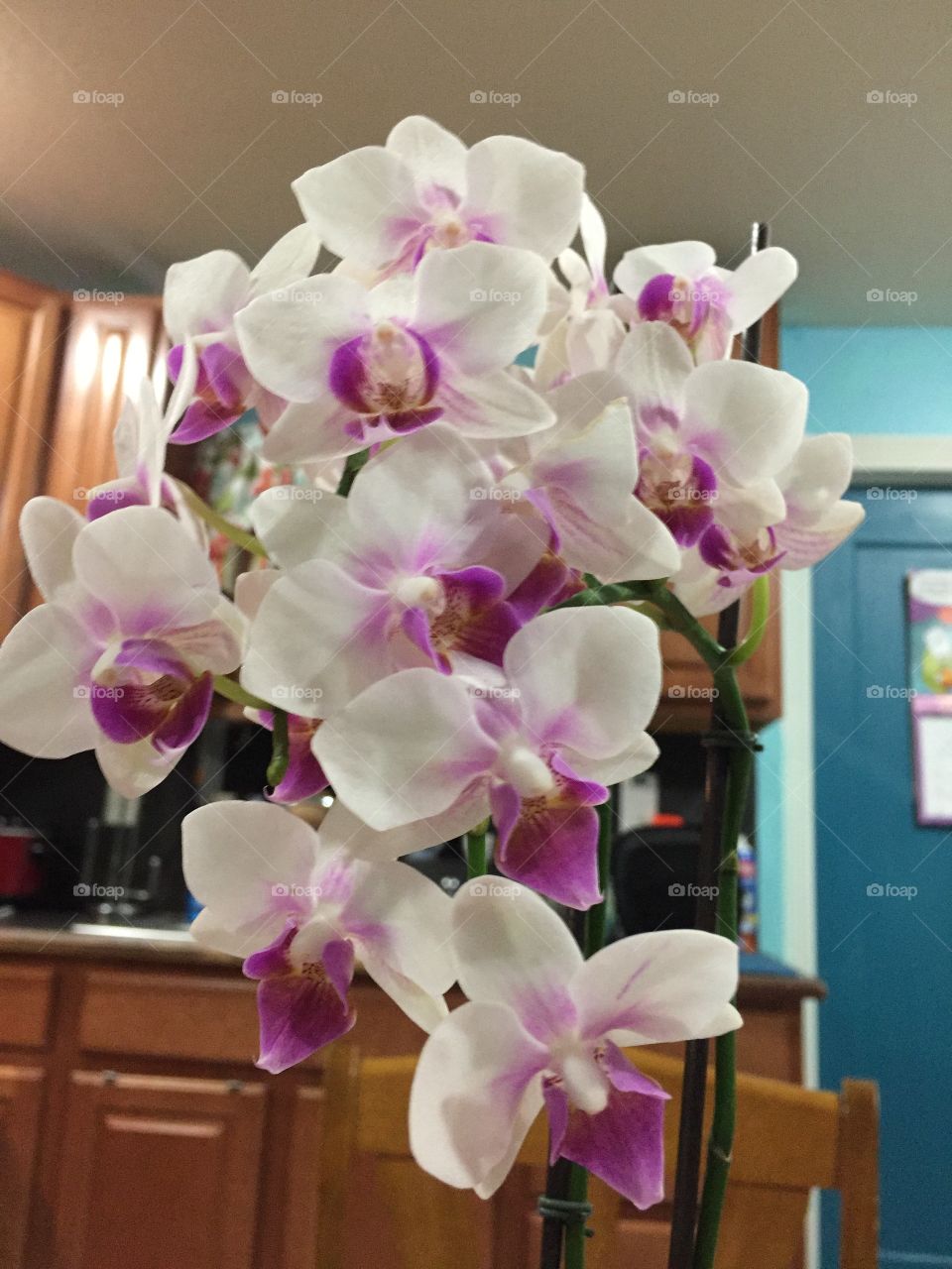 Orchids, Flower, Tropical, Phalaenopsis, Exotic