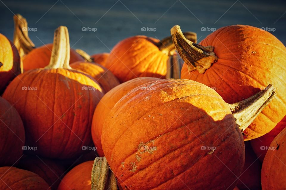 A grouping of large pumpkins